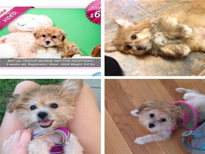 Taffy - Morkie Puppy For Sale Premier Pups Taffy - Morkie Puppy For Sale Premier Pups