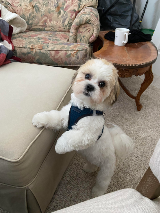 Sweet Teddy Bear Pup in Westerville OH