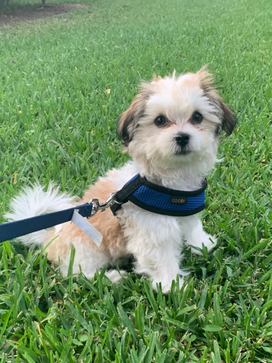 San Antonio Teddy Bear Pup