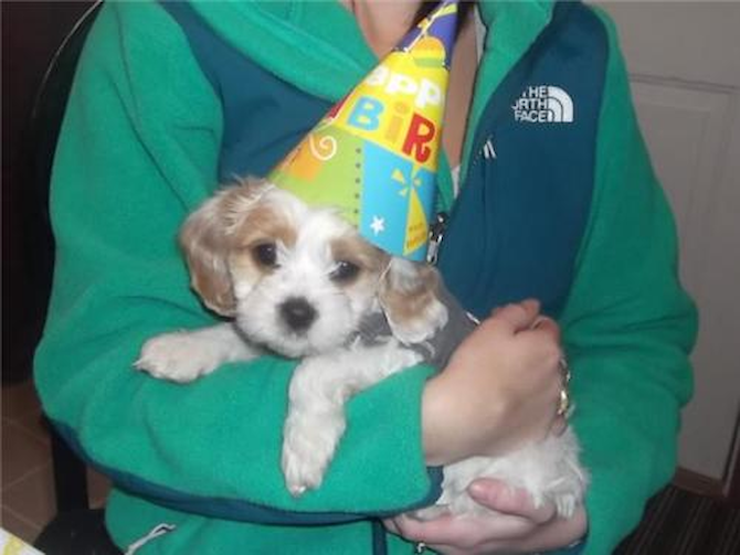 Milo - Cavapoo Puppy For Sale Premier Pups Milo - Cavapoo Puppy For Sale Premier Pups