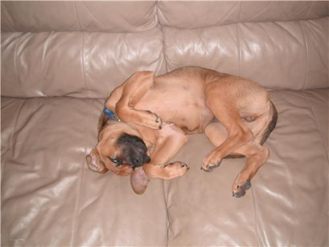 jackson - Boxer Puppy For Sale Premier Pups jackson - Boxer Puppy For Sale Premier Pups