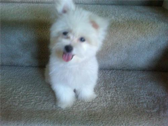 Brody (formerly Jason) - Aberdeen Terrier Puppy For Sale Premier Pups Brody (formerly Jason) - Aberdeen Terrier Puppy For Sale Premier Pups
