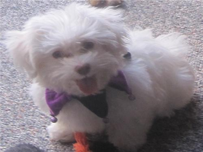 Boo Maltipoo Indiana Pa Premier Pups Puppy Photo Gallery