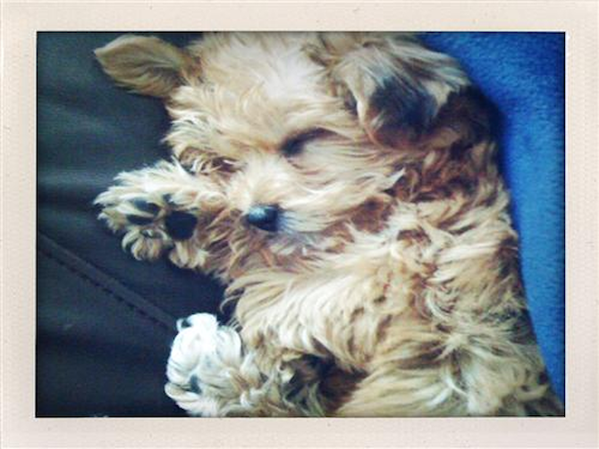 Charlie - Morkie Puppy For Sale Premier Pups Charlie - Morkie Puppy For Sale Premier Pups