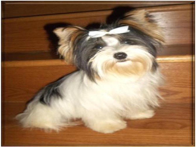 Dharma - Parti Yorkshire Terrier Puppy For Sale Premier Pups Dharma - Parti Yorkshire Terrier Puppy For Sale Premier Pups