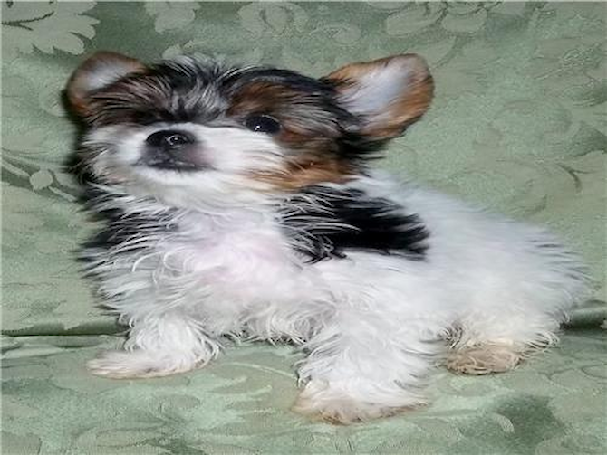 Declan - Parti Yorkshire Terrier Puppy For Sale Premier Pups Declan - Parti Yorkshire Terrier Puppy For Sale Premier Pups