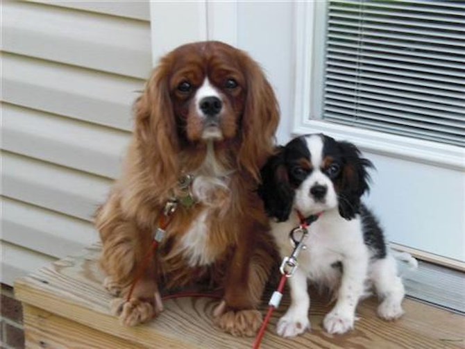 Mylo And Louie Formerly Charles And Prince Cavalier King Charles Spaniel Pittsburgh Pa Premier Pups Puppy Photo Gallery