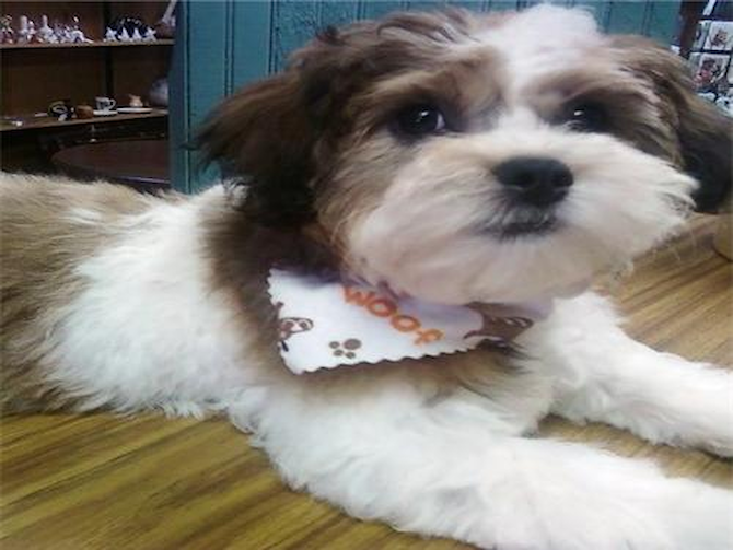 Blitz, formerly "Cory." - Maltipoo Puppy For Sale Premier Pups Blitz, formerly "Cory." - Maltipoo Puppy For Sale Premier Pups