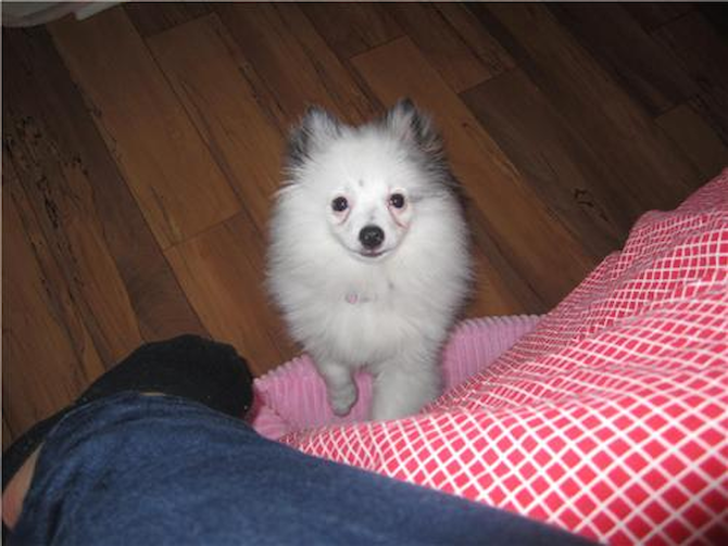 dino - Pomeranian Puppy For Sale Premier Pups dino - Pomeranian Puppy For Sale Premier Pups
