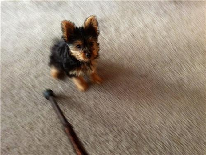 Willow - Yorkshire Terrier Puppy For Sale Premier Pups Willow - Yorkshire Terrier Puppy For Sale Premier Pups