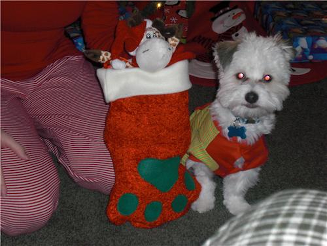 Avery formerly Matthew - Havanese Puppy For Sale Premier Pups Avery formerly Matthew - Havanese Puppy For Sale Premier Pups