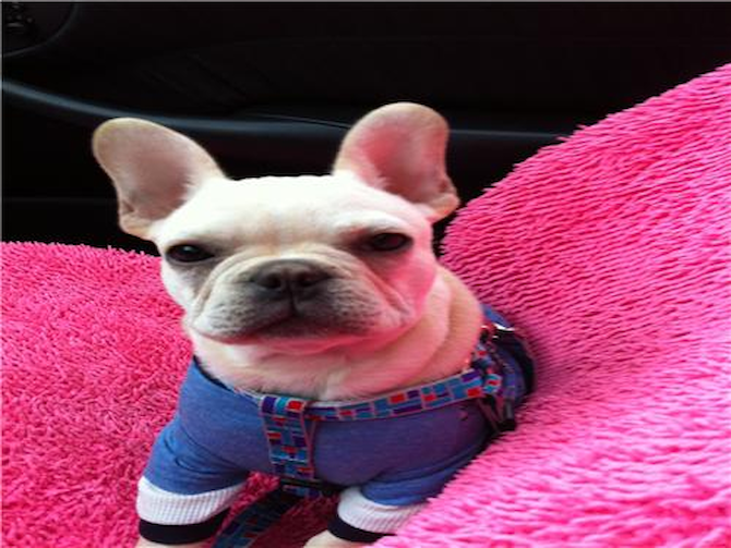 Titus formerly Prince Pierre - French Bulldog Puppy For Sale Premier Pups Titus formerly Prince Pierre - French Bulldog Puppy For Sale Premier Pups