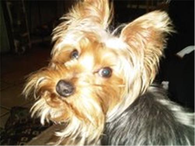 Chance formerly Tiny Tim - Yorkshire Terrier Puppy For Sale Premier Pups Chance formerly Tiny Tim - Yorkshire Terrier Puppy For Sale Premier Pups