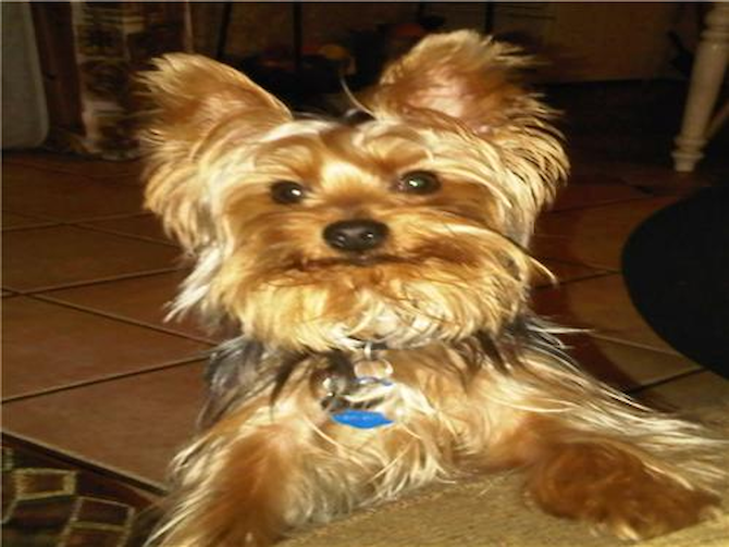 Chance formerly Tiny Tim - Yorkshire Terrier Puppy For Sale Premier Pups Chance formerly Tiny Tim - Yorkshire Terrier Puppy For Sale Premier Pups