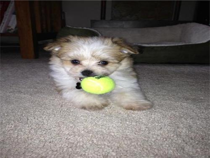 Buttons (was Jordan) - Maltipom Puppy For Sale Premier Pups Buttons (was Jordan) - Maltipom Puppy For Sale Premier Pups