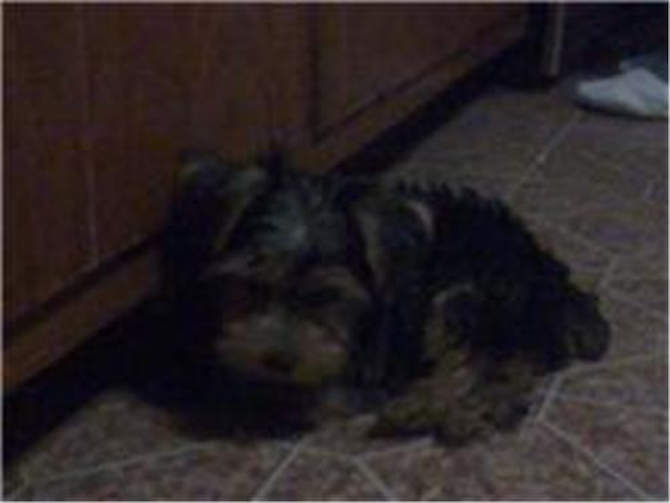 snickers - Yorkshire Terrier Puppy For Sale Premier Pups snickers - Yorkshire Terrier Puppy For Sale Premier Pups