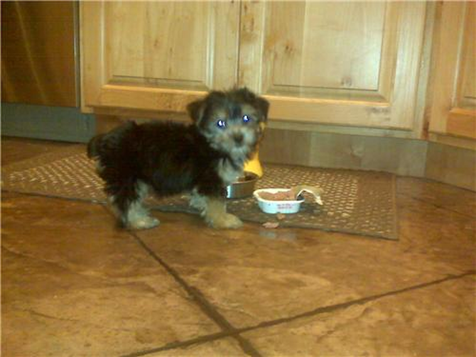 TY (formerly Labron) - Morkie Puppy For Sale Premier Pups TY (formerly Labron) - Morkie Puppy For Sale Premier Pups
