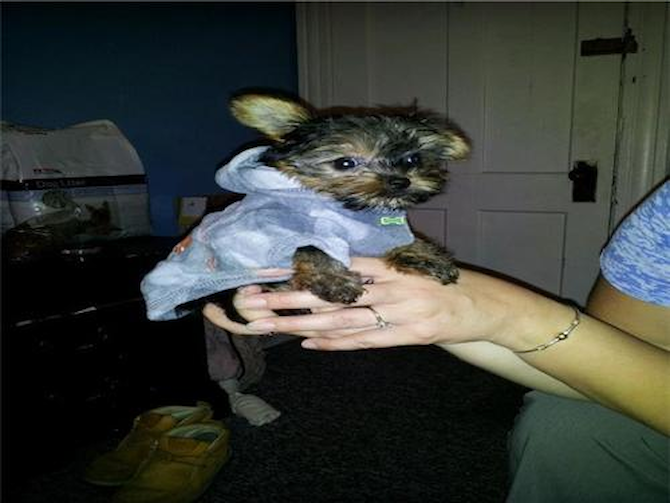 Hunter - Yorkshire Terrier Puppy For Sale Premier Pups Hunter - Yorkshire Terrier Puppy For Sale Premier Pups