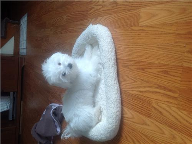 Rocco - Maltese Puppy For Sale Premier Pups Rocco - Maltese Puppy For Sale Premier Pups