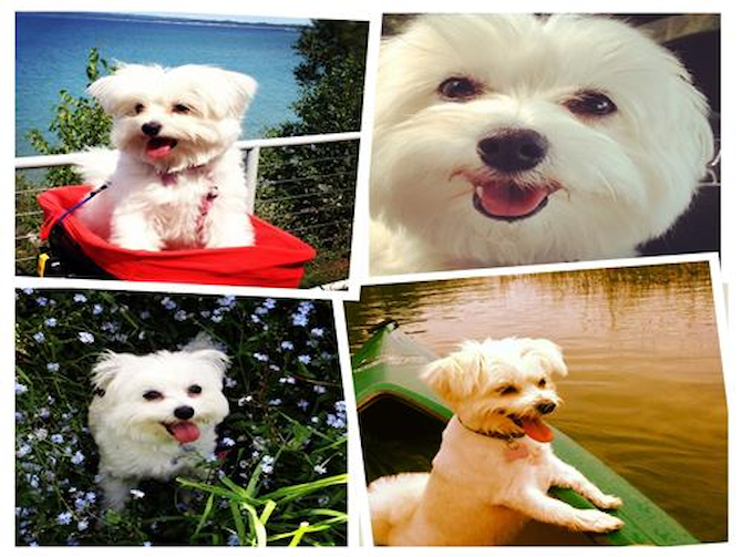 Avery - Maltipom Puppy For Sale Premier Pups Avery - Maltipom Puppy For Sale Premier Pups
