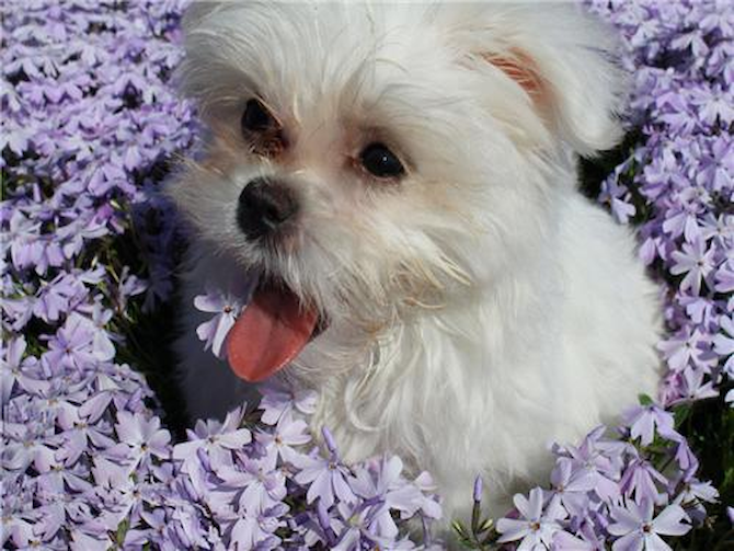 Lilly (formerly Dolly) - Maltese Puppy For Sale Premier Pups Lilly (formerly Dolly) - Maltese Puppy For Sale Premier Pups