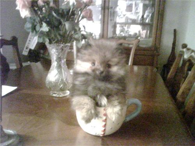 Kobe - Pomeranian Puppy For Sale Premier Pups Kobe - Pomeranian Puppy For Sale Premier Pups