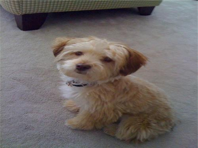 Chloe - Morkie Puppy For Sale Premier Pups Chloe - Morkie Puppy For Sale Premier Pups