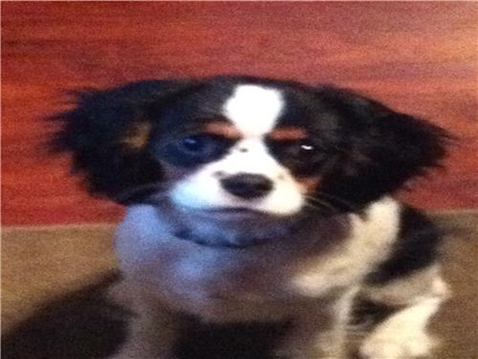 Maysa - Cavalier King Charles Spaniel Puppy For Sale Premier Pups Maysa - Cavalier King Charles Spaniel Puppy For Sale Premier Pups