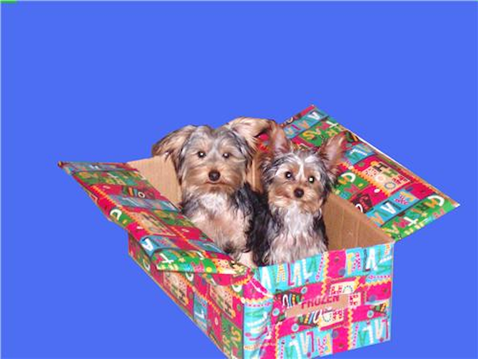 Bruno and Ivan - Yorkshire Terrier Puppy For Sale Premier Pups Bruno and Ivan - Yorkshire Terrier Puppy For Sale Premier Pups