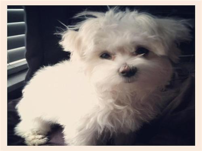 Quinn - Aberdeen Terrier Puppy For Sale Premier Pups Quinn - Aberdeen Terrier Puppy For Sale Premier Pups