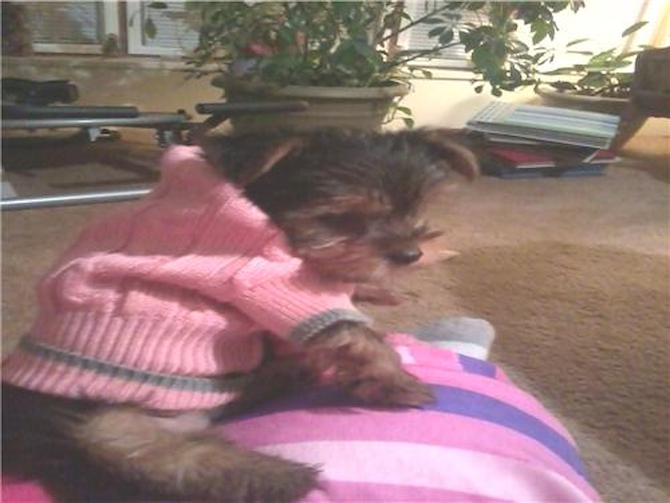bella - Black and Tan Toy Terrier Puppy For Sale Premier Pups bella - Black and Tan Toy Terrier Puppy For Sale Premier Pups