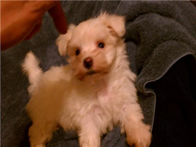 Pookie - Maltese Puppy For Sale Premier Pups Pookie - Maltese Puppy For Sale Premier Pups