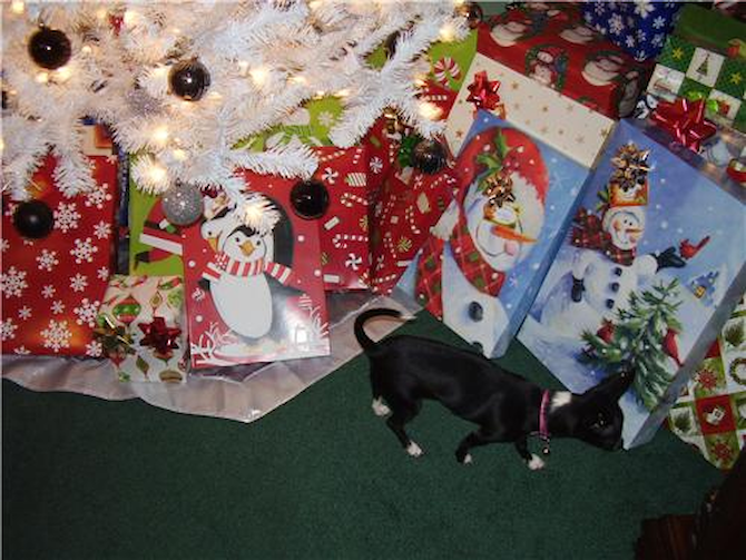 lil moma - Chihuahua Puppy For Sale Premier Pups lil moma - Chihuahua Puppy For Sale Premier Pups