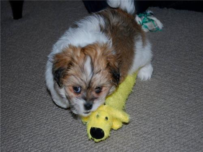 Nellie - Havanese Puppy For Sale Premier Pups Nellie - Havanese Puppy For Sale Premier Pups