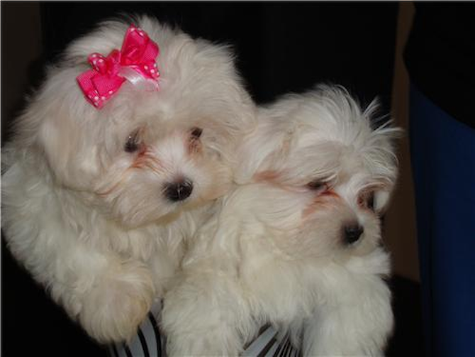 Lacie & Bentley - Maltese Puppy For Sale Premier Pups Lacie & Bentley - Maltese Puppy For Sale Premier Pups