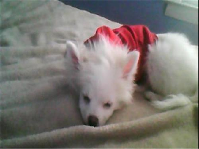 Snowflake - Pomeranian Puppy For Sale Premier Pups Snowflake - Pomeranian Puppy For Sale Premier Pups