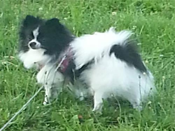 Pixie (almost 2 yrs Old) - Pomeranian Puppy For Sale Premier Pups Pixie (almost 2 yrs Old) - Pomeranian Puppy For Sale Premier Pups