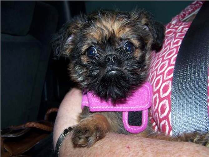Brussy Two - Brussels Griffon Puppy For Sale Premier Pups Brussy Two - Brussels Griffon Puppy For Sale Premier Pups