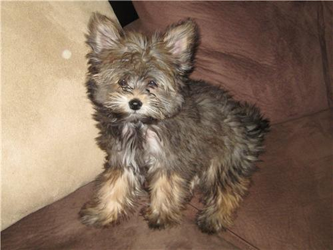 Sukii former "Teddy" - Yorkie Pom Puppy For Sale Premier Pups Sukii former "Teddy" - Yorkie Pom Puppy For Sale Premier Pups