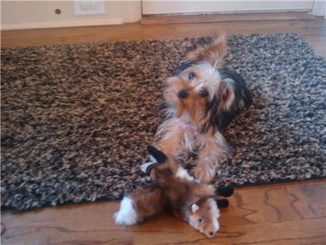 Coco formerly Juliette - Yorkshire Terrier Puppy For Sale Premier Pups Coco formerly Juliette - Yorkshire Terrier Puppy For Sale Premier Pups