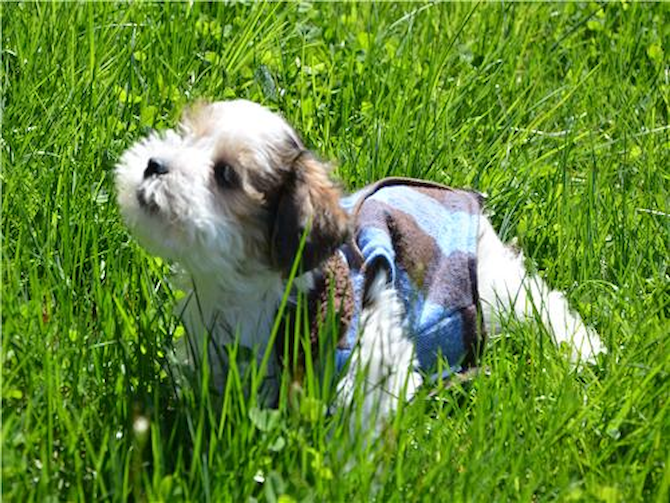 Bentley Chance - Parti Morkie Puppy For Sale Premier Pups Bentley Chance - Parti Morkie Puppy For Sale Premier Pups