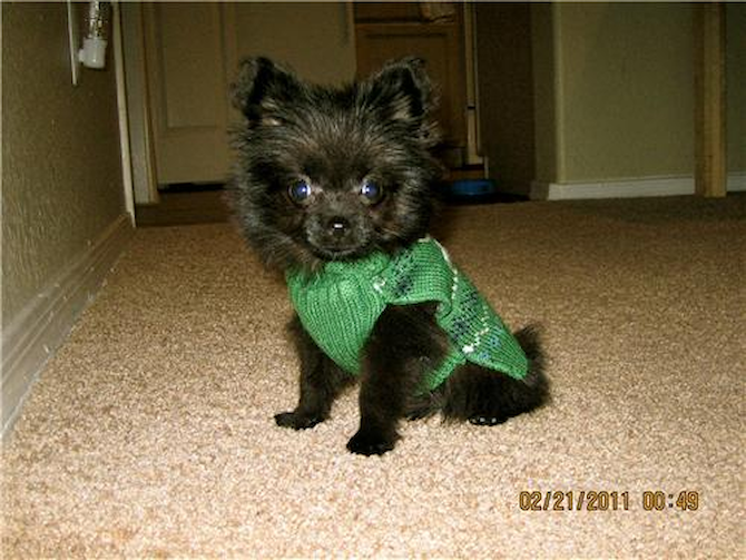KOBY - Yorkie Pom Puppy For Sale Premier Pups KOBY - Yorkie Pom Puppy For Sale Premier Pups