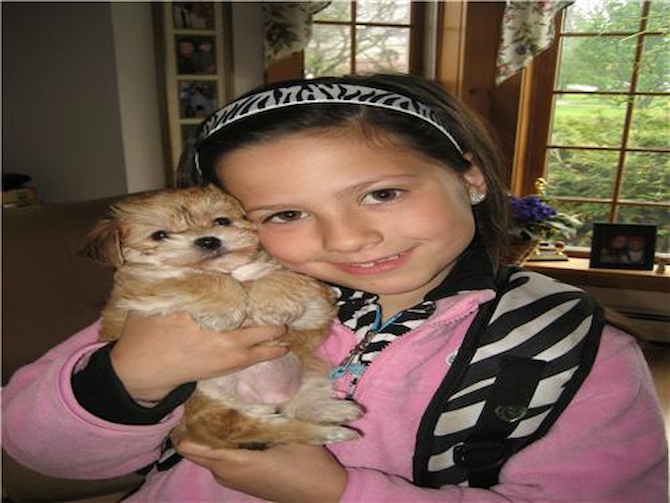 Ellie Kate - Yorkie Poo Puppy For Sale Premier Pups Ellie Kate - Yorkie Poo Puppy For Sale Premier Pups