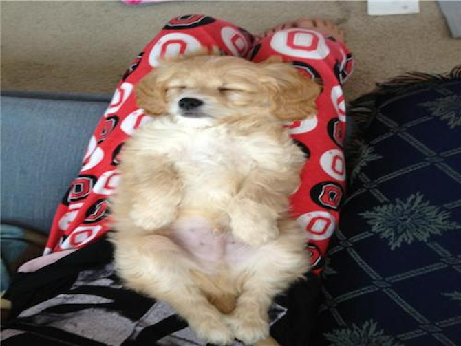 Was Willie.. Is now Marino - Cavapoo Puppy For Sale Premier Pups Was Willie.. Is now Marino - Cavapoo Puppy For Sale Premier Pups