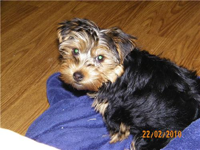 Poppy (formerly Jeremy) - Yorkshire Terrier Puppy For Sale Premier Pups Poppy (formerly Jeremy) - Yorkshire Terrier Puppy For Sale Premier Pups