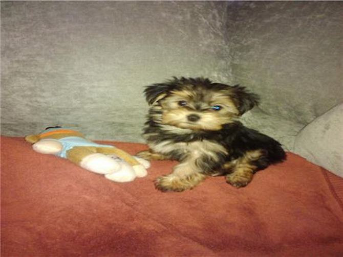 sophie - Morkie Puppy For Sale Premier Pups sophie - Morkie Puppy For Sale Premier Pups