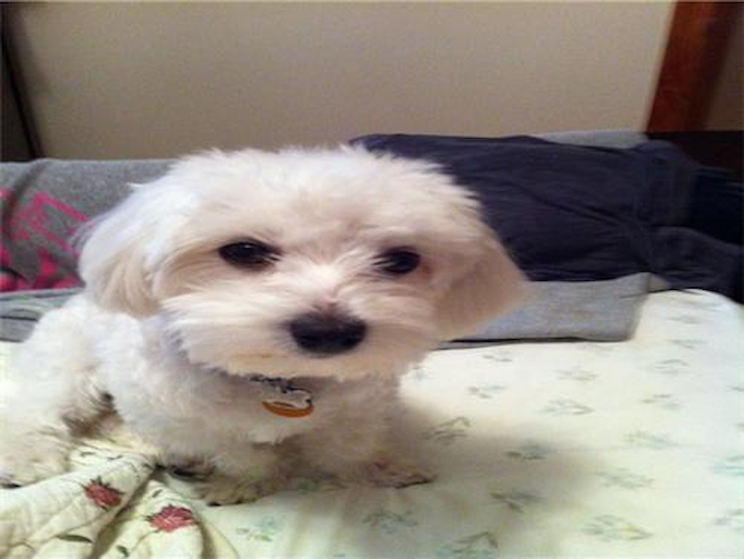Mickey - Maltese Puppy For Sale Premier Pups Mickey - Maltese Puppy For Sale Premier Pups