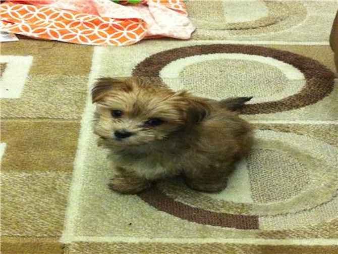 Dino - Morkie Puppy For Sale Premier Pups Dino - Morkie Puppy For Sale Premier Pups