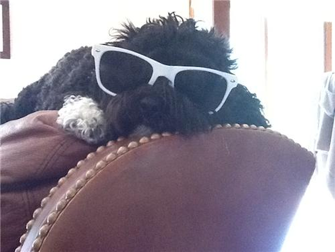 Roxy - Havanese Puppy For Sale Premier Pups Roxy - Havanese Puppy For Sale Premier Pups