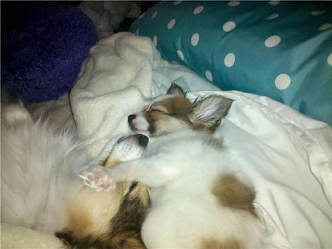 Left - Yoshi. Right - Peach - Papillon Puppy For Sale Premier Pups Left - Yoshi. Right - Peach - Papillon Puppy For Sale Premier Pups